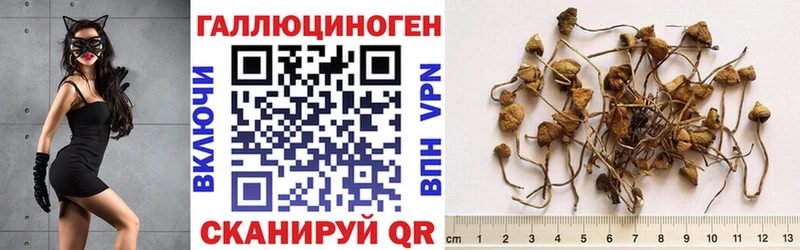 hydra как войти  Коркино  Галлюциногенные грибы Psilocybe 